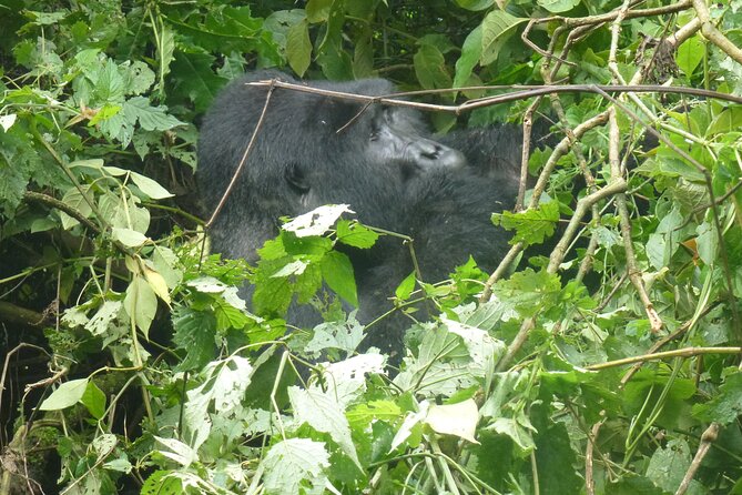 10 Days Uganda Safari With Gorillas - Gorilla Trekking Experience