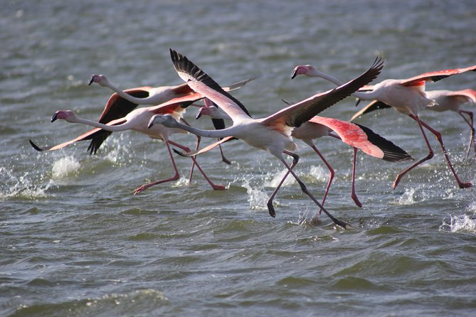 11 Day Namibia Experience Fully Accommodated Tour - Booking Process