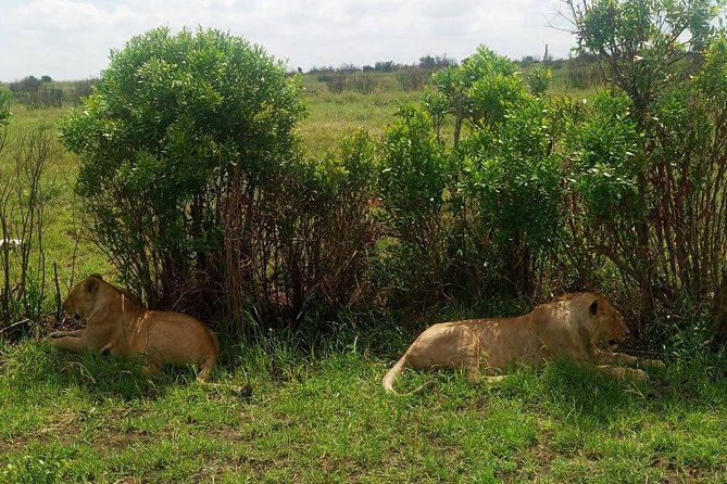 11 Days Guided Group Safari in Kenya And Tanzania - Health and Safety Guidelines