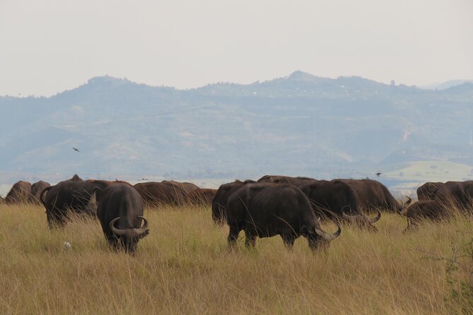 12-Day Moderately Priced Pearl of Africa - Uganda Private Safari - Lodging and Meal Plans