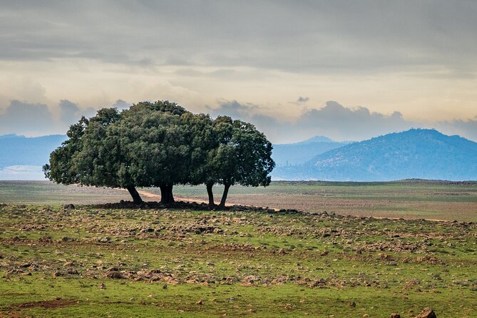 12-DAY Private Tour in Morocco With Food and Wine - Customer Reviews and Ratings