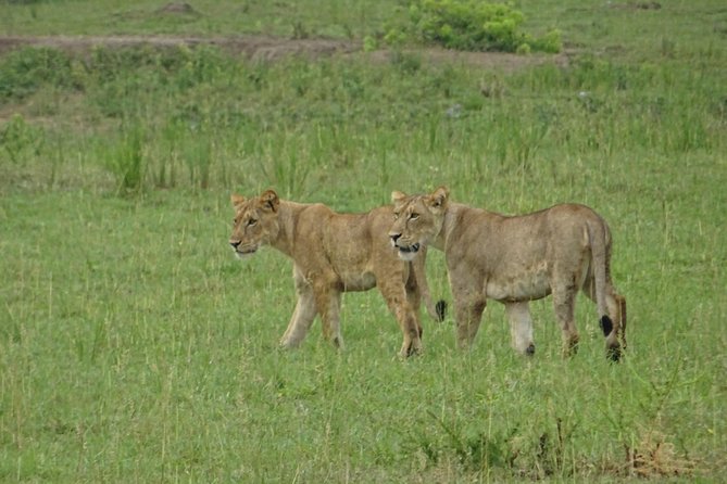 12 Days Memorable Experience Tour in Uganda - Highlights of the Tour