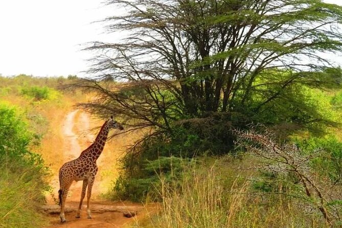12 Days Samburu Ol-Pejeta Lake Nakuru Masai Mara Lake Naivasha Amboseli Safari - Safety and Accessibility