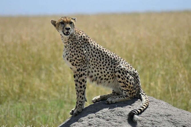 14-Day Serengeti Maasai Mara Amboseli Tarangire Zanzibar - Frequently Asked Questions
