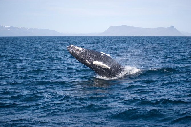 1hr ATV Adventure & Whale Watching Combination Tour From Reykjavik - Group Size and Policies