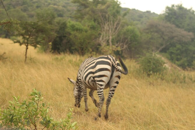2 Day Lake Mburo National Park Wildlife Safari - Accessibility and Participation Guidelines