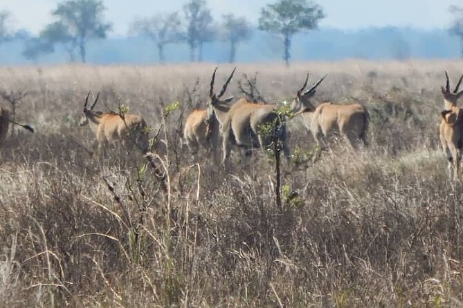 2-Day Private Mikumi National Park Tour From Dar Es Salaam - Participant Guidelines