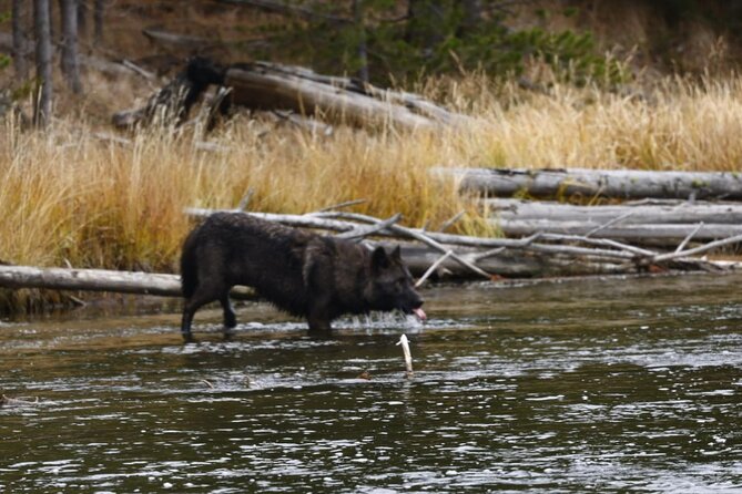 2-Day Private Tour in Yellowstone(Lower and Upper Loops W Iconic Sites) W Lunch - Wildlife Sightings and Experiences