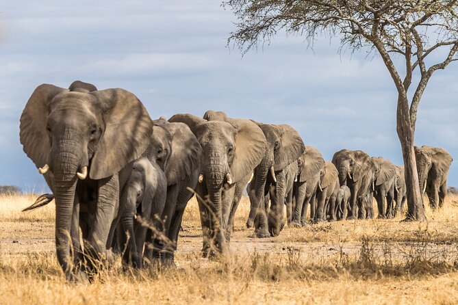 2-Day Sublime Safari to Tarangire and Ngorongoro Safari - Practical Trip Information