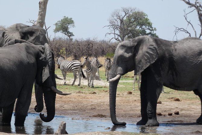 2 Day Wilderness Trail: Okavango Delta and Moremi - Camping Safari - Important Considerations