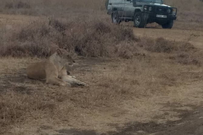 2 Days/ 1 Night Mikumi Tanzania National Park Safari - Health and Accessibility Information