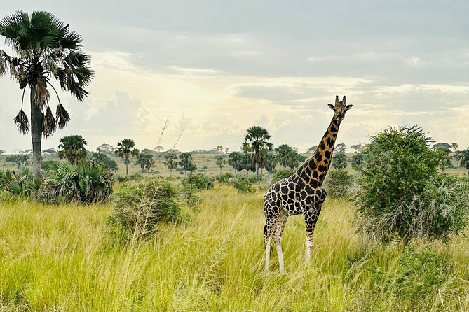 2 Days Budget Safari to Murchison Falls National Park - Top of the Falls Experience