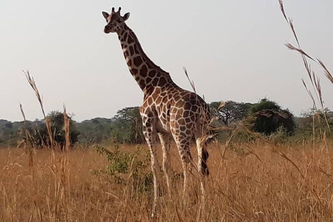2 Days Family Safari to Murchison Falls Park Uganda - Accommodation and Dining Inclusions