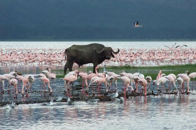 2 Days Flamingo Tour to Lake Bogoria & Lake Nakuru From Nairobi - Guest Reviews