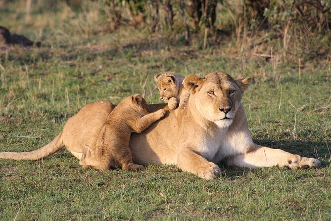2 Days Masai Mara Private Safari From Nairobi - Traveler Reviews and Feedback