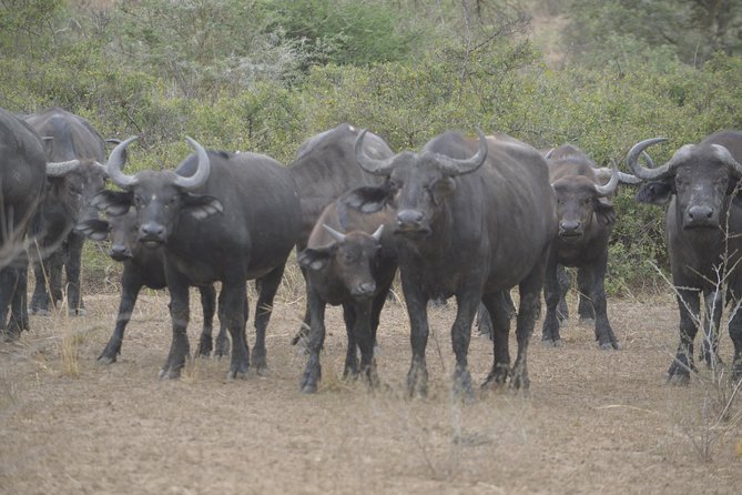 2-days Murchison Falls and Wildlife Game Viewing - Accommodations and Meals