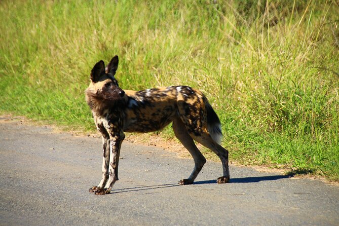 2 Days Pilanesberg National Park Luxury Safari - Optional Activities and Excursions