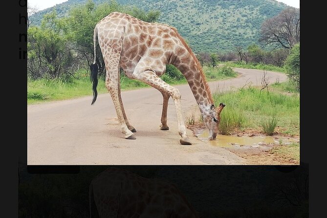2 Days Pilanesberg Safari 4 Star Lodge - Booking Information