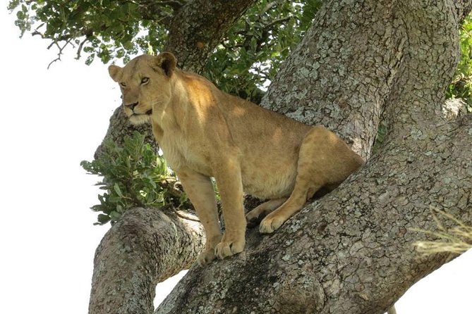 2 Days Popular Safari to Lake Mburo National Park - Customer Experiences
