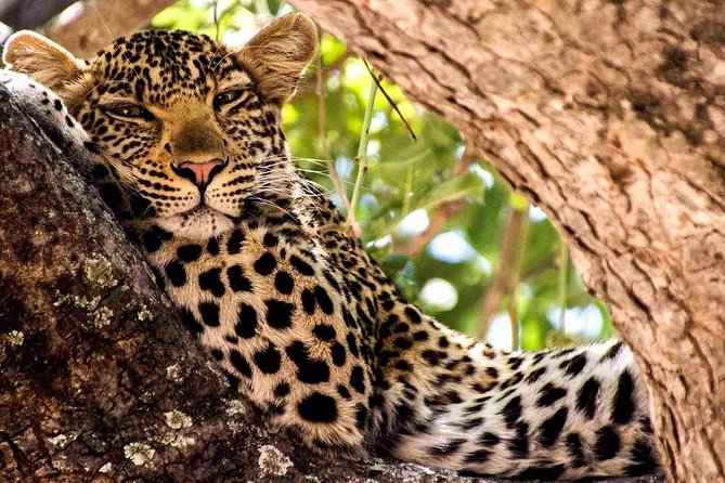 2 Days Ruaha National Park - Wildlife Viewing Opportunities