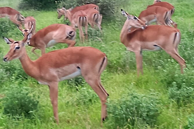 2 Days Safari Tsavo East - Cancellation and Pricing