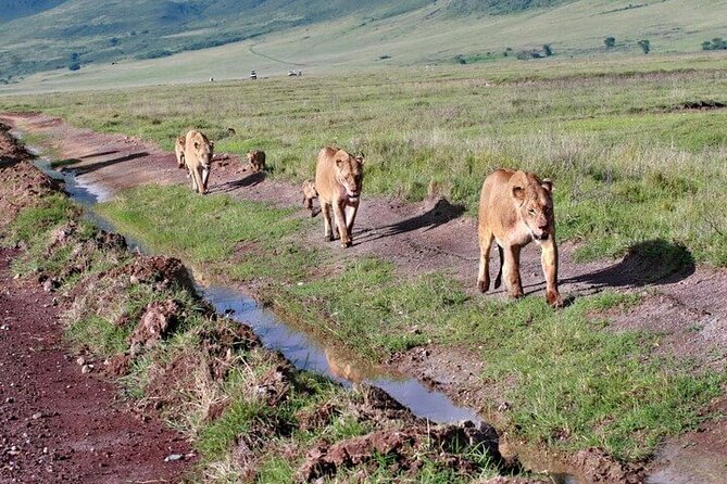 2 Days Tarangire and Ngorongoro Safari From Zanzibar - Wildlife Experience