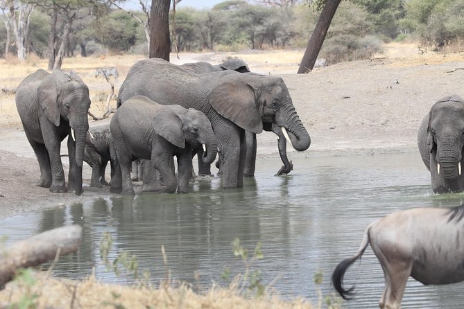 2 Days Wildlife Game Drives Through Tarangire and Ngorongoro Crater - Departure and Arrival Logistics