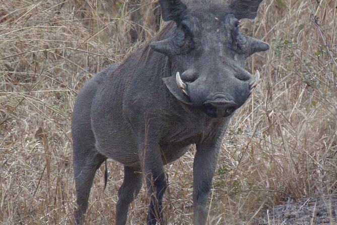 2 Days Wildlife Safari in Mikumi National Park - Booking and Cancellation Policies