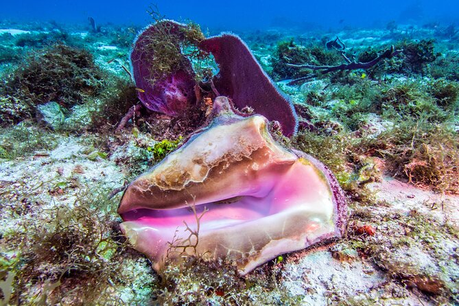 2 Dives in Cozumel (For Certified Divers Only) - Dive Site Highlights