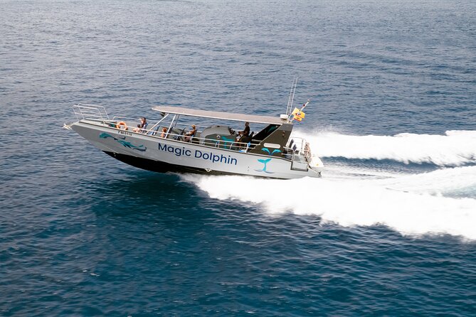 2-Hour Dolphin Watching Experience in Fuerteventura - Wildlife You May Encounter