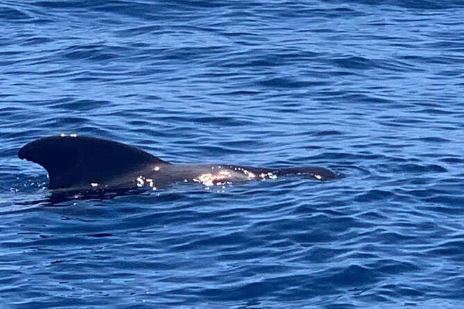 2 Hour Trip to See Whales Dolphins Puerto Colon Adeje - Highlights of the Whale and Dolphin Sighting