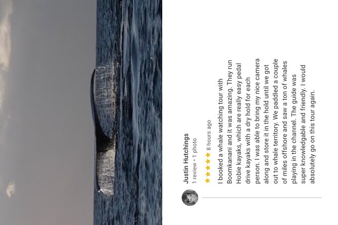 2 Hours 30 Minutes Whale Watch And/Or Scenic Tour - Important Tour Details