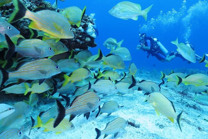 2 Tank Dive (For Certified Divers) - Equipment Rental