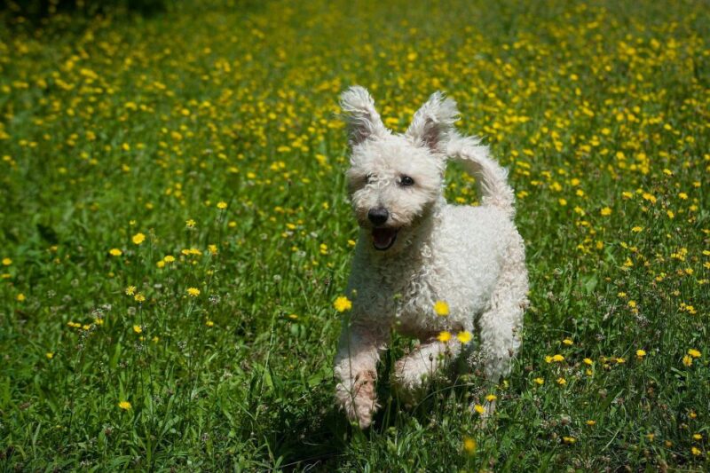 22 Dog-Statues in Budapest - an Unusual Tour - Transportation Information