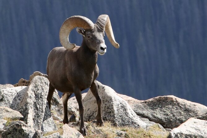 3/4 Day Rocky Mountain NP Mountain to Sky+Bear Lake Rd Tour - RMNPhotographer - Wildlife Sightings