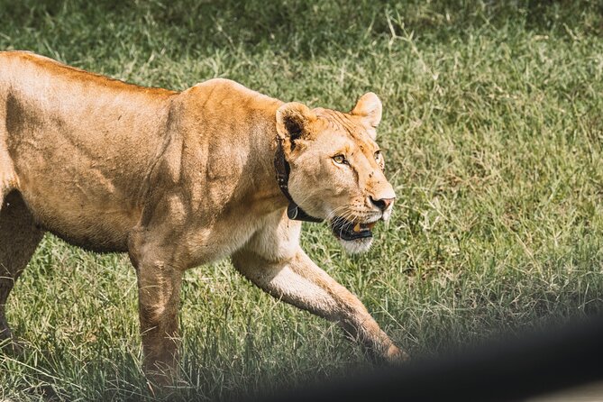 3-Day / 2 Nights Group Safari Serengeti & Ngorongoro Crater - Serengeti National Park