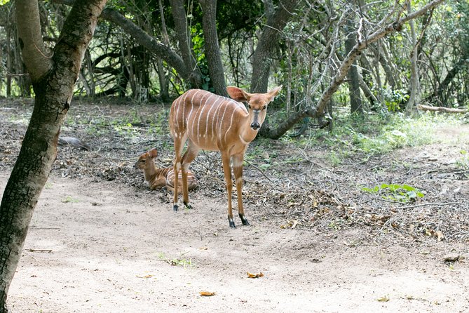 3 Day Budget Tent Kruger National Park Safari - Tips for Your Safari