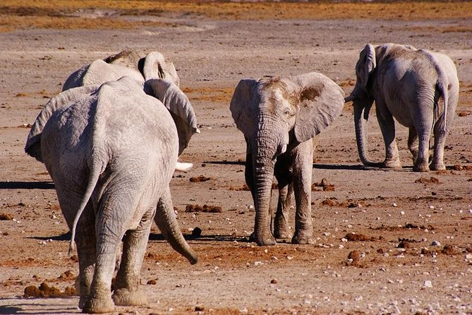 3 Day Etosha Budget Camping Safari - Accommodation and Amenities