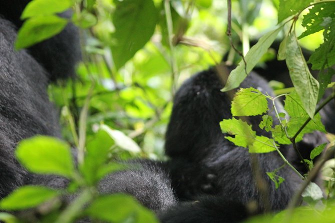 3-Day Gorillas Trekking and Batwa Experience - Cultural Insights From the Batwa