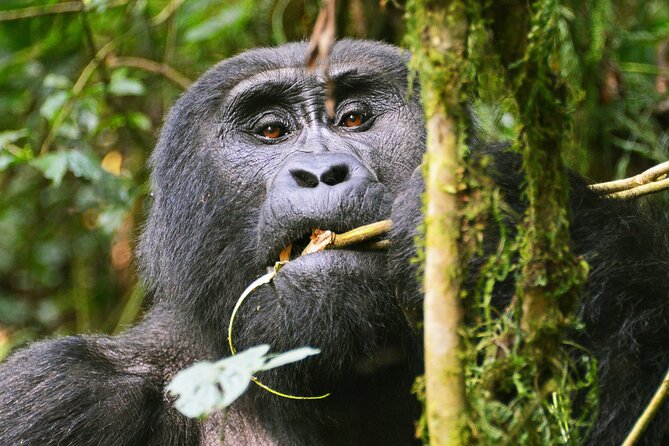3 Day Guided Gorilla Tracking Safari At Bwindi National Park - Cancellation Policy