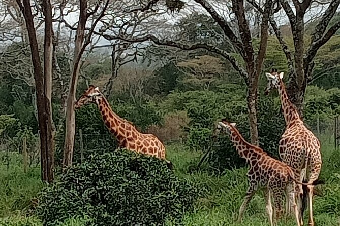 3-Day Maasai Mara Safari Tour in a 4 X4 Land Cruiser Jeep - Pickup and Drop-off Information