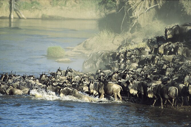 3-Day Masai Mara Group Safari With Pick up - Traveler Requirements