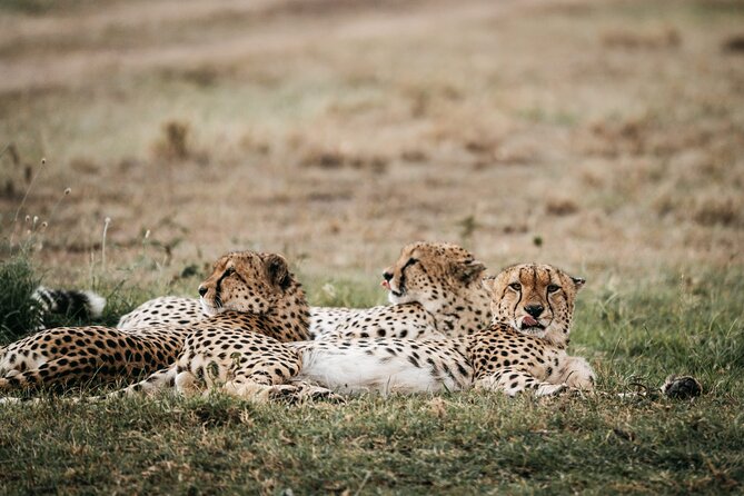 3-Day Masai Mara Luxury Safari - Arrival and Departure