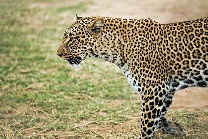3-Day Masai Mara National Park Superior Tour - Tour Capacity and Booking