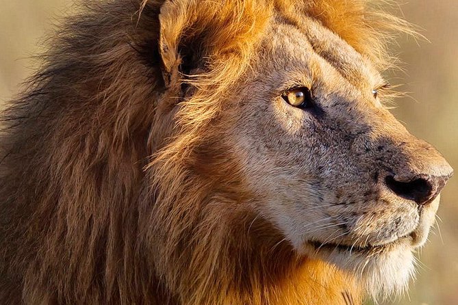 3-Day Masai Mara Safari Tour to See the Big Five and Wildebeest Migration - Booking Process
