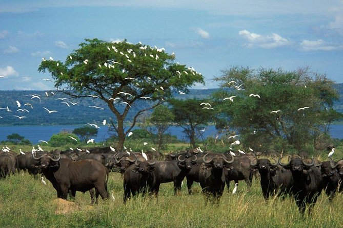 3-Day Mind Refreshing in Murchison Falls National Park - Highlights and Traveler Testimonials