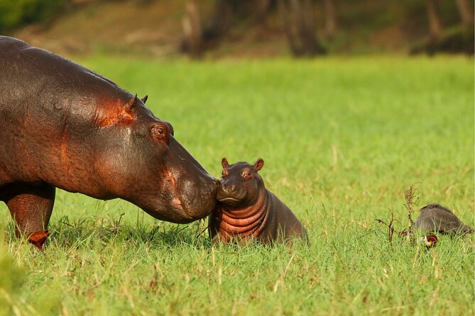 3 Day Private Safari to Murchison Falls National Park With Big Five Experience - Accessibility and Cancellation