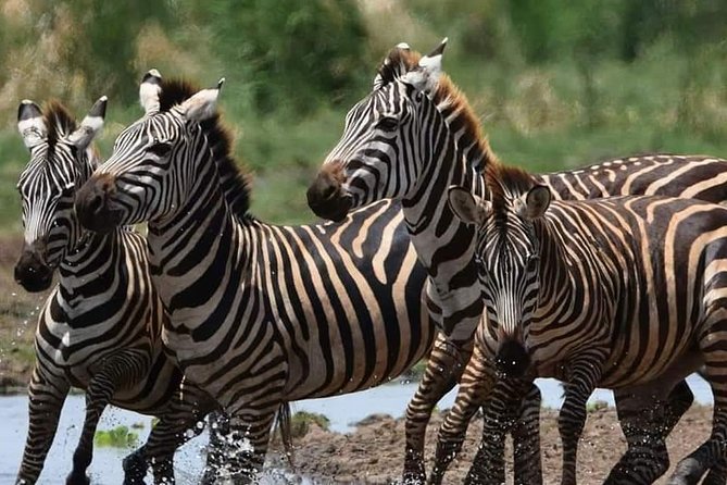 3-Day Safari to Ngorongoro, Tarangire & Lake Manyara NP - Meeting and Pickup Logistics