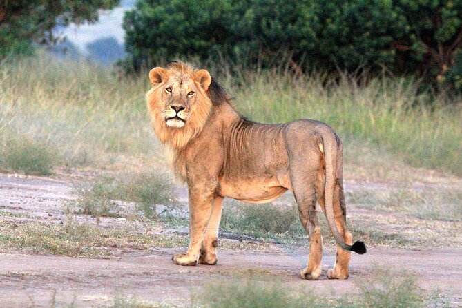 3-Day Samburu Luxury Safari - Dining and Cuisine Highlights