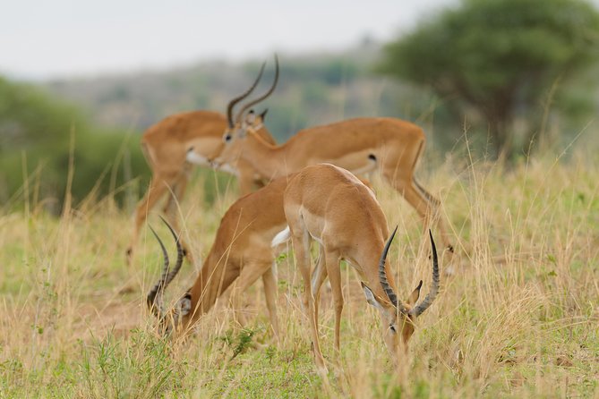 3-Day Tanzania Safari - Tarangire and Ngorongoro Crater - Inclusions and Amenities